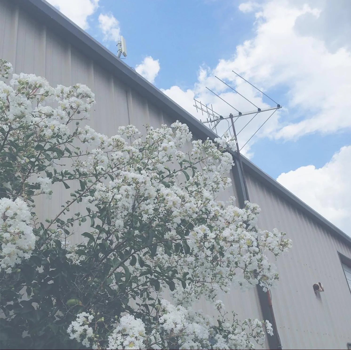 white blossom