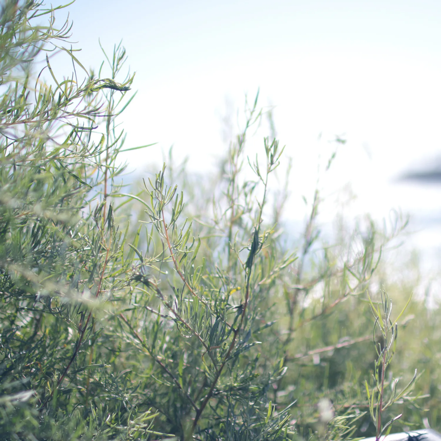 coastal plants, newport beach